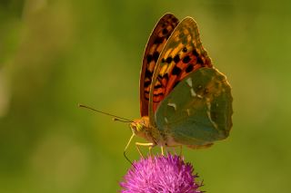 Bahadr (Argynnis pandora)