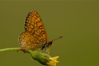 Nazuum (Euphydryas aurinia)