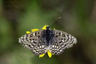 Benekli parhan (Melitaea didyma)