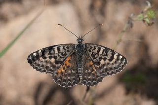 Benekli parhan (Melitaea didyma)