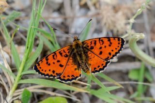 Benekli parhan (Melitaea didyma)