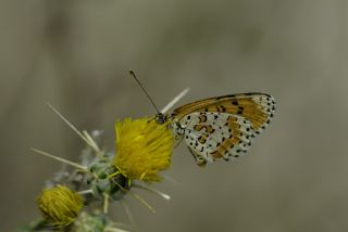 Benekli parhan (Melitaea didyma)