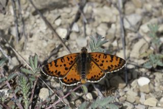 Benekli parhan (Melitaea didyma)