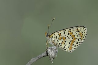 Benekli parhan (Melitaea didyma)