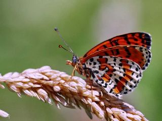 Benekli parhan (Melitaea didyma)