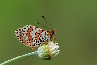 Benekli parhan (Melitaea didyma)