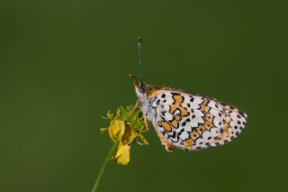 parhan (Melitaea cinxia)