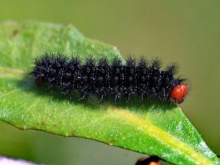 parhan (Melitaea cinxia)