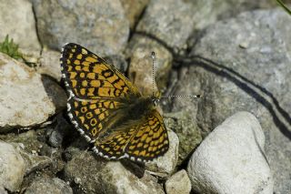 parhan (Melitaea cinxia)