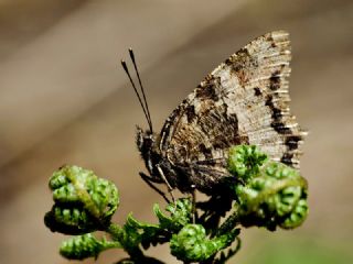 Sar Ayakl Nimfalis (Aglais xanthomelas)