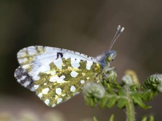 Da Oykls (Euchloe ausonia)