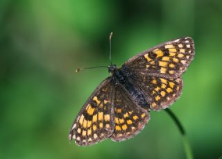 Amannisa (Melitaea athalia)