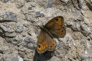Esmerboncuk (Lasiommata maera)