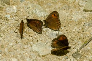 sko Gzelesmeri (Erebia aethiops)