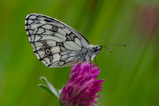 Orman Melikesi (Melanargia galathea)