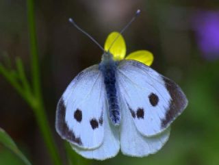 Byk Beyazmelek  (Pieris brassicae)