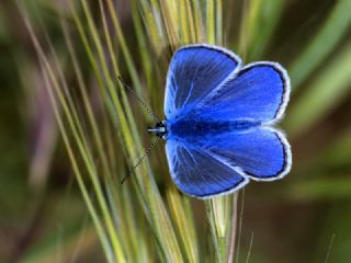 okgzl Mavi (Polyommatus icarus)