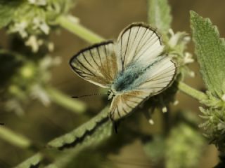 okgzl Anadolu Beyaz (Polyommatus menalcas)