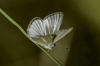 okgzl Anadolu Beyaz (Polyommatus menalcas)