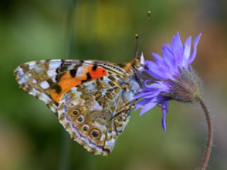 Diken Kelebei (Vanessa cardui)