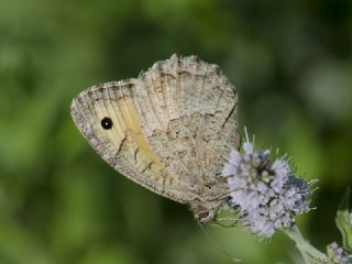 Seyit (Arethusana arethusa)