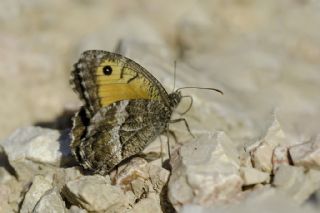 Seyit (Arethusana arethusa)