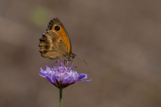 Pironiya (Pyronia tithonus)