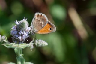 Kk Zpzp Perisi (Coenonympha pamphilus)