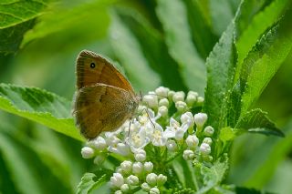 Kk Zpzp Perisi (Coenonympha pamphilus)