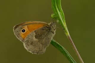 Kk Zpzp Perisi (Coenonympha pamphilus)