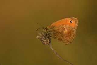 Kk Zpzp Perisi (Coenonympha pamphilus)