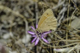 Küçük Zıpzıp Perisi (Coenonympha pamphilus)