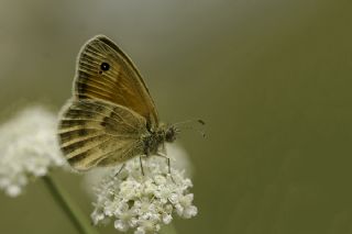 Kk Zpzp Perisi (Coenonympha pamphilus)