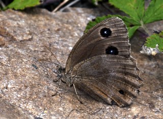 Kara Hayalet (Minois dryas)