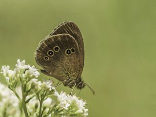 Halkack (Aphantopus hyperantus)