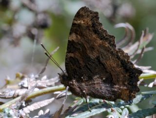 Sar Ayakl Nimfalis (Aglais xanthomelas)