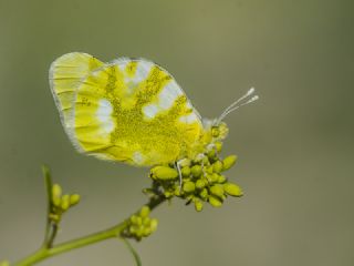 Zegris (Zegris eupheme)