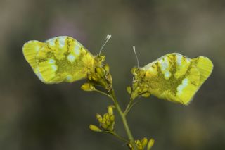 Zegris (Zegris eupheme)