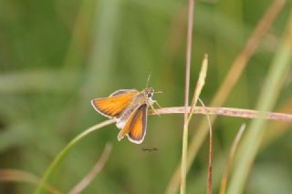 okgzl Gk Mavisi (Polyommatus bellargus)