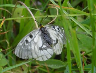 Dumanl Apollo (Parnassius mnemosyne)