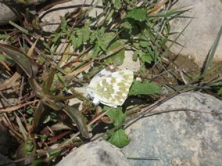 Yeni Beneklimelek (Pontia edusa)