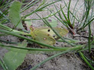 Sar Azamet (Colias croceus)