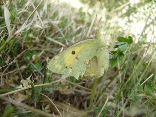 Sar Azamet (Colias croceus)