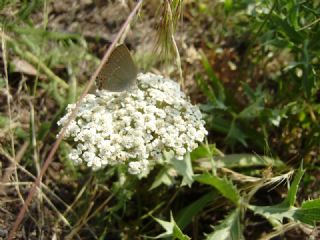 Minik Sevbeni (Satyrium acaciae)