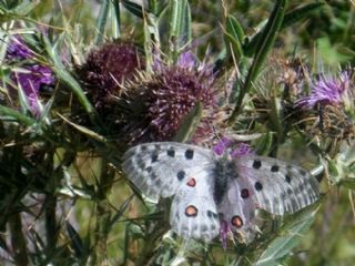 Apollo (Parnassius apollo)