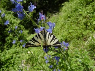 Erik K�rlang��kuyruk&nbsp;(Iphiclides&nbsp;podalirius)