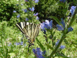 Erik K�rlang��kuyruk&nbsp;(Iphiclides&nbsp;podalirius)