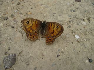 Kk Esmerboncuk (Lasiommata megera)