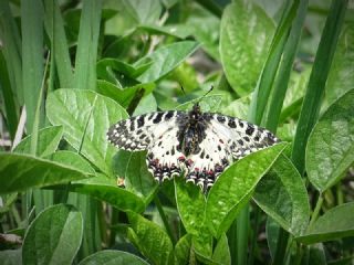 Kafkas Fistosu (Zerynthia caucasica)