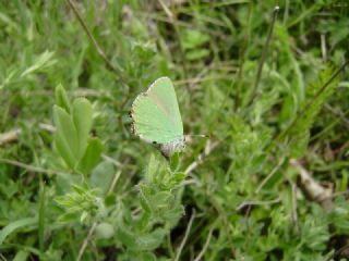 Zmrt (Callophrys rubi)